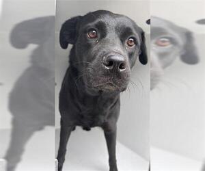 Labrador Retriever Dogs for adoption in Houston, TX, USA