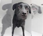 Small Labrador Retriever