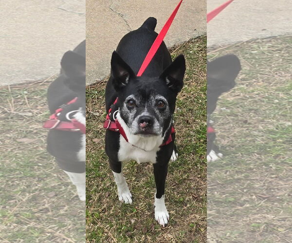 Medium Photo #2 Brat Puppy For Sale in Alexander, AR, USA