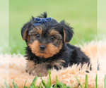 Puppy Jayco CKC Yorkshire Terrier