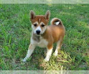 Shiba Inu Puppy for sale in CLARK, MO, USA