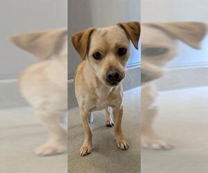 Chihuahua-Unknown Mix Dogs for adoption in San Martin, CA, USA