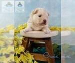 Small Photo #9 Pomeranian-Pomsky Mix Puppy For Sale in RAMSEY, MN, USA
