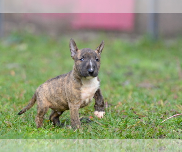 Medium Photo #5 Miniature Bull Terrier Puppy For Sale in Kiskoros, Bacs-Kiskun, Hungary