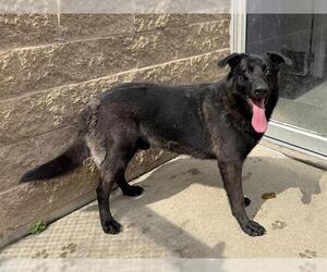 German Shepherd Dog Dogs for adoption in Aurora, IL, USA