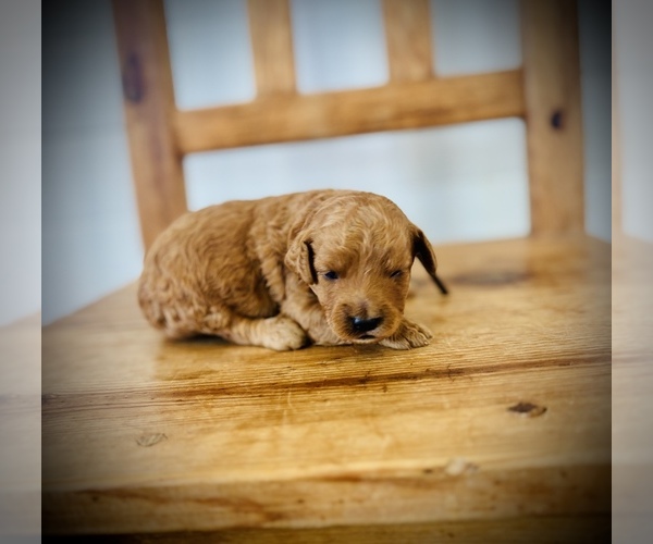 Medium Photo #5 Goldendoodle (Miniature) Puppy For Sale in SAINT JAMES, MO, USA