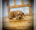 Small #4 Goldendoodle (Miniature)