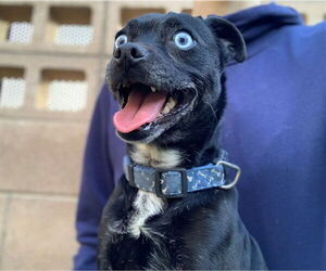 Chihuahua-Unknown Mix Dogs for adoption in Moreno Valley, CA, USA