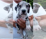 Puppy Piper Great Dane