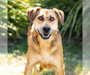 German Shepherd Dog Dogs for adoption in Camarillo, CA, USA