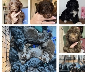 Golden Mountain Doodle  Puppy for sale in REYNOLDSBURG, OH, USA