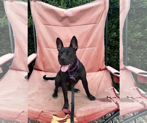 Kenya - Female Mutt Dog for Adoption - Photo #3
