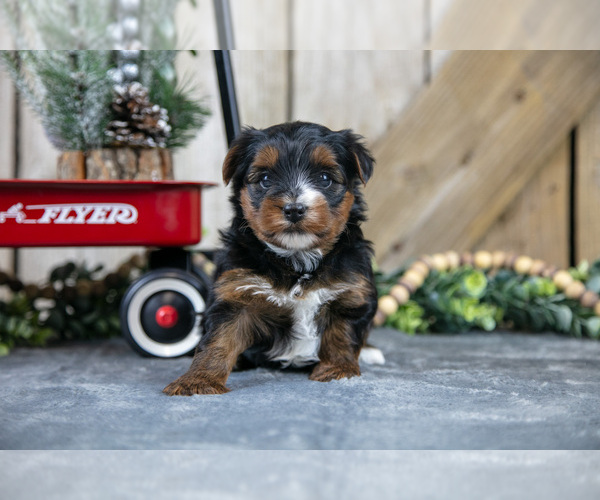 Medium Photo #2 Yorkshire Terrier Puppy For Sale in GREENWICH, OH, USA