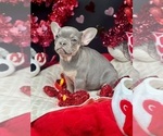 Small Photo #3 French Bulldog Puppy For Sale in BELLVILLE, TX, USA