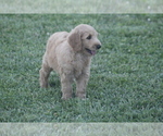 Small Photo #10 Goldendoodle Puppy For Sale in MEMPHIS, MO, USA