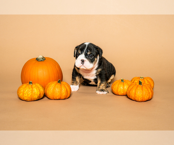 Medium Photo #19 Bulldog Puppy For Sale in HOUSTON, TX, USA