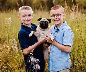 Pug Puppy for sale in CEDAR RAPIDS, IA, USA