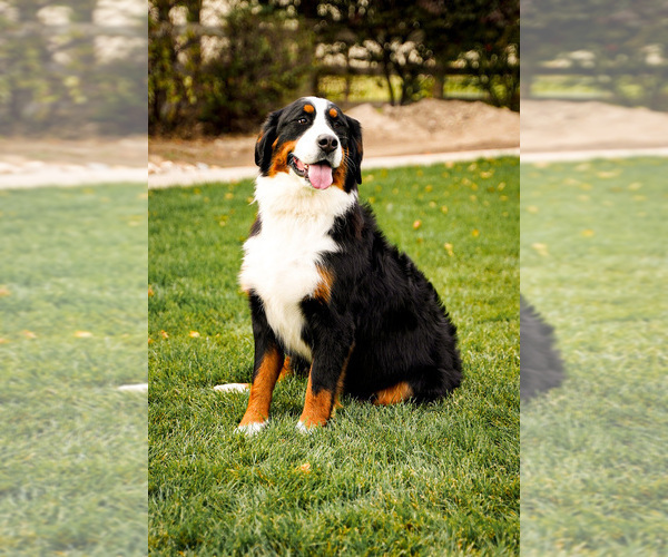 Medium Photo #1 Bernese Mountain Dog Puppy For Sale in AM FORK, UT, USA