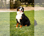 Small Photo #1 Bernese Mountain Dog Puppy For Sale in AM FORK, UT, USA