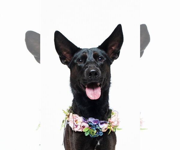 Medium Photo #4 German Shepherd Dog-Unknown Mix Puppy For Sale in Houston, TX, USA