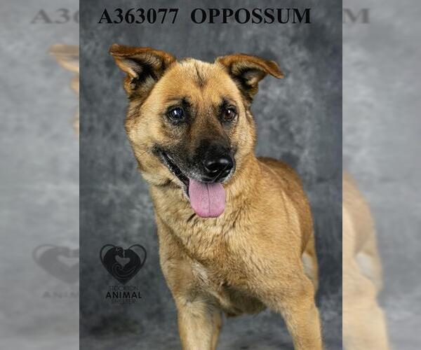 Medium Photo #2 Mutt Puppy For Sale in Stockton, CA, USA
