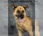Small #1 Mutt