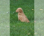 Small #1 Goldendoodle (Miniature)