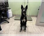 WILLIE - Male Border Collie-Unknown Mix Dog for Adoption - Small photo