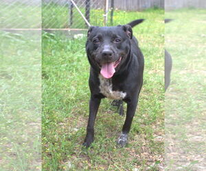 Mutt Dogs for adoption in Jackson, MS, USA