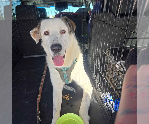 Medium Photo #4 Great Pyredane Puppy For Sale in Bullard, TX, USA