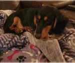 Small Photo #5 Dachshund Puppy For Sale in TROY, PA, USA