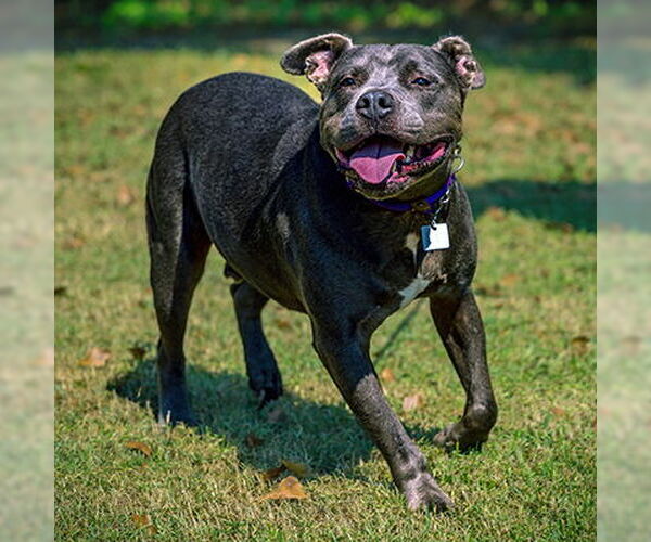 Medium Photo #6 American Staffordshire Terrier-Unknown Mix Puppy For Sale in Lake Wylie, SC, USA