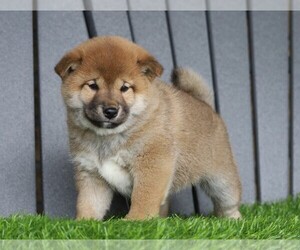 Shiba Inu Puppy for sale in FREDERICKSBG, OH, USA