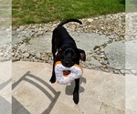 Small #10 Labrador Retriever Mix