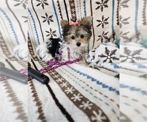 Morkie Puppy for sale in WEST PALM BEACH, FL, USA