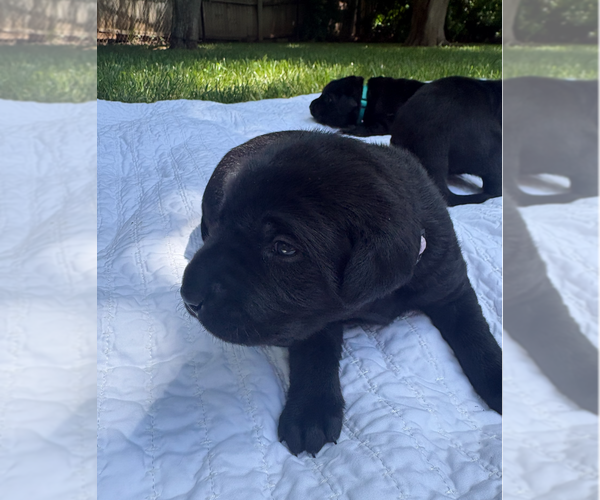 Medium Photo #6 Labrador Retriever Puppy For Sale in EDMOND, OK, USA