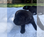 Small #5 Labrador Retriever