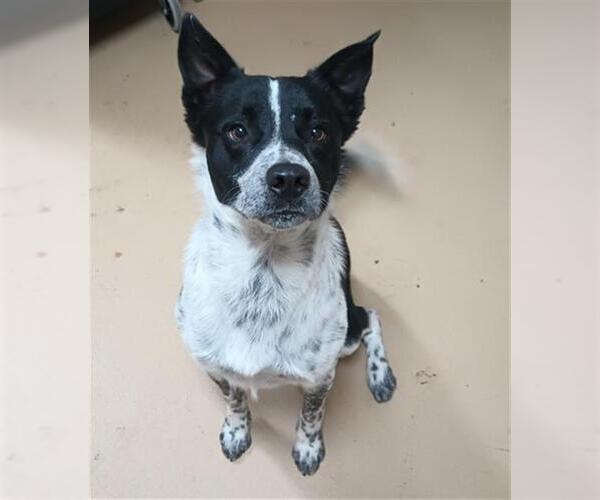 Medium Photo #1 Border Collie-Unknown Mix Puppy For Sale in Chula Vista, CA, USA