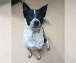 Small Border Collie Mix