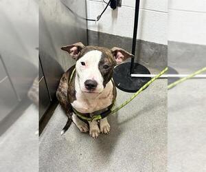 Mutt Dogs for adoption in Forestville, MD, USA