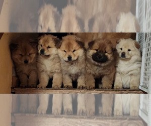 Chow Chow Puppy for Sale in WILLIAMSBURG, Michigan USA