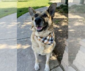 German Shepherd Dog-Unknown Mix Dogs for adoption in Elk Grove, CA, USA