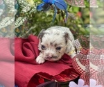Small Photo #25 Bullhuahua-Chihuahua Mix Puppy For Sale in RAWSONVILLE, MI, USA