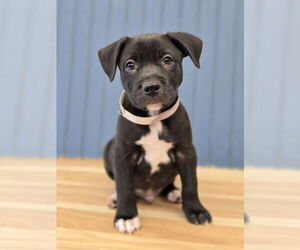 Labrador Retriever-Pembroke Welsh Corgi Mix Dogs for adoption in Lakewood, CO, USA