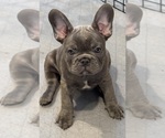 Small French Bulldog