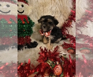 Morkie Puppy for sale in BEECH GROVE, IN, USA