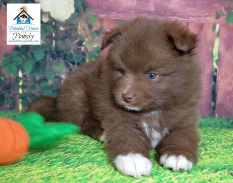 Medium Photo #1 Pomeranian-Pomsky Mix Puppy For Sale in ANDOVER, MN, USA