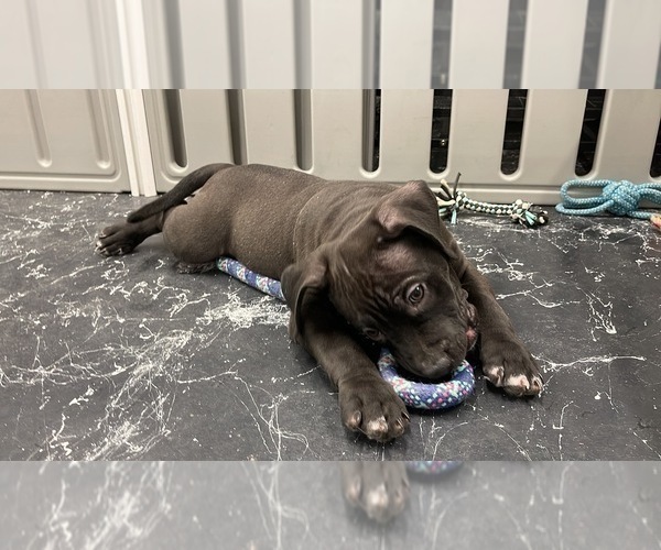 Medium Photo #4 American Bully Puppy For Sale in REESEVILLE, WI, USA