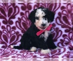 Small Photo #3 Miniature Bernedoodle Puppy For Sale in CLAY, PA, USA
