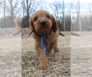 Goldendoodle (Miniature) Puppy for sale in EFLAND, NC, USA